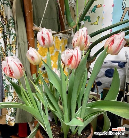 郁金香开花时间、花期养护和含义 春色盛开，郁金香如约而至