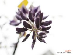 紫藤为什么不开花