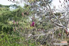 盆栽玉兰花夏季枯叶怎么办