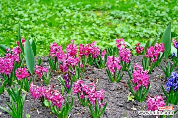 风信子叶子太长立不住是怎么回事