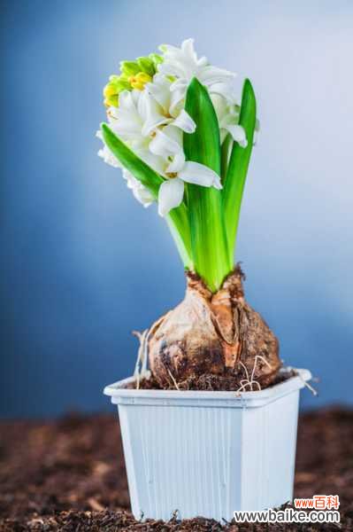 风信子叶子太长立不住是怎么回事