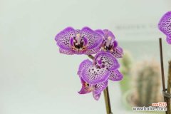 蝴蝶兰叶子裂开了怎么办