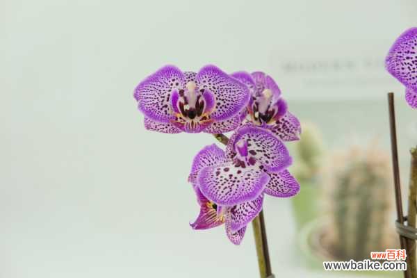 蝴蝶兰叶子裂开了怎么办