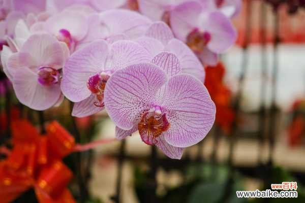 蝴蝶兰叶子裂开了怎么办