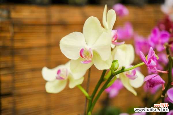 蝴蝶兰花苞掉落的原因