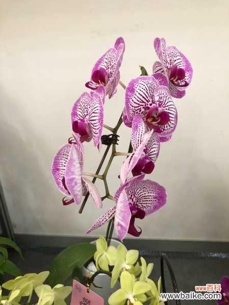 蝴蝶兰不开花或枯蕾的原因