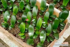 君子兰叶子长歪咋办