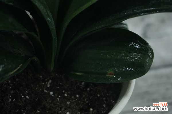 君子兰烂心怎么办