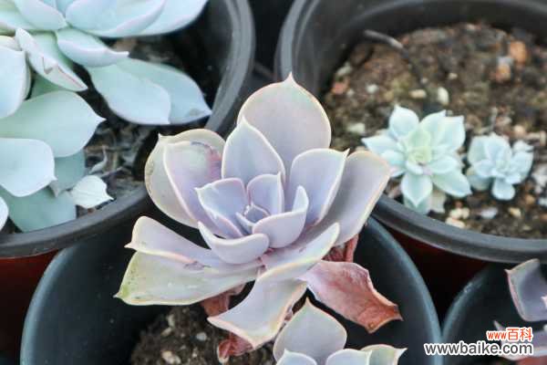 紫珍珠黑腐怎么办