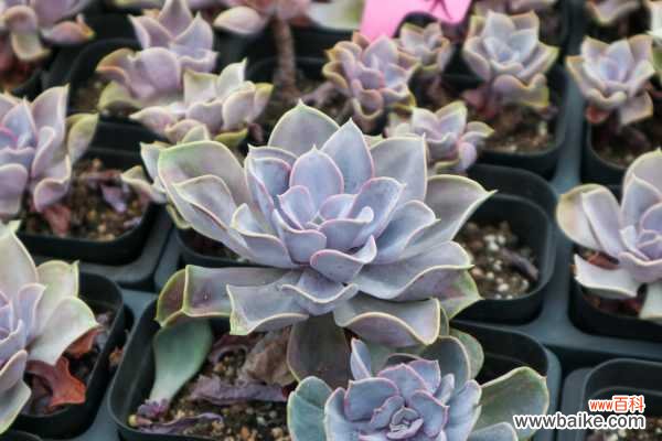 紫珍珠叶子变软的原因及处理办法