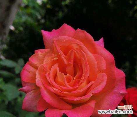 探秘月季花盛放的季节与花朵的含义 月季花开放的时机及其花语