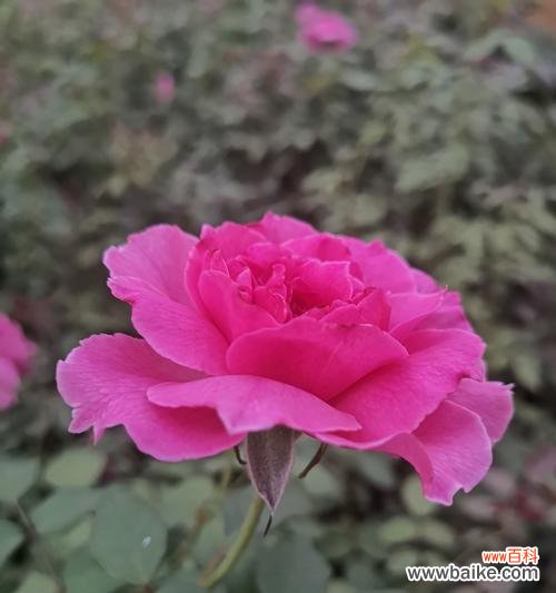 探秘月季花盛放的季节与花朵的含义 月季花开放的时机及其花语