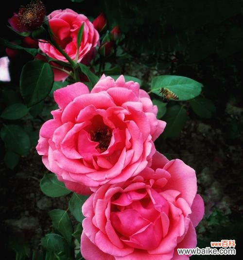 传奇的玫瑰之花开启心灵的奇迹 月季花的传说与花语