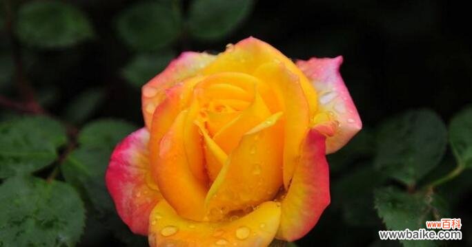 探寻月季花的多重意义与传承之美 月季花的象征意义与文化价值