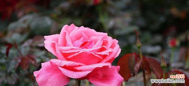 探寻月季花的多重意义与传承之美 月季花的象征意义与文化价值