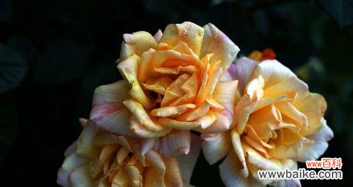 探寻不同颜色月季花的含义与象征 五彩斑斓的月季花花语