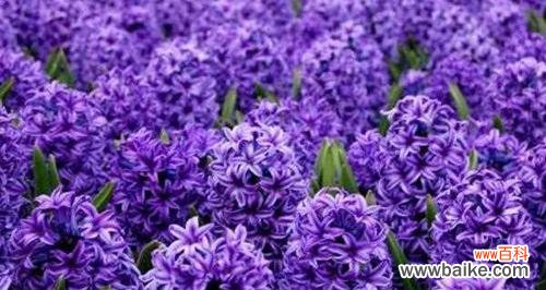 揭开风信子花语的意义 风信子花语