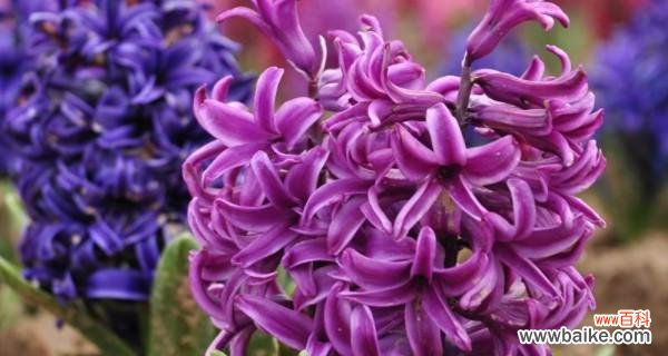 揭开风信子花语的意义 风信子花语