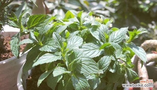 沐浴在紫苏的芬芳中 紫苏花