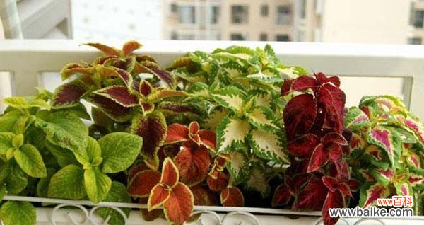 沐浴在紫苏的芬芳中 紫苏花