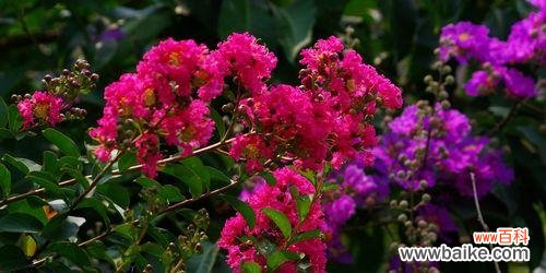 紫薇花——美丽与神秘的化身 紫薇花的花语和传说