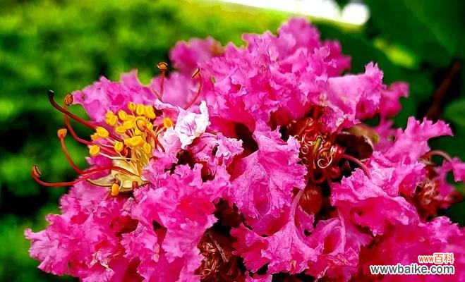 紫薇花——美丽与神秘的化身 紫薇花的花语和传说