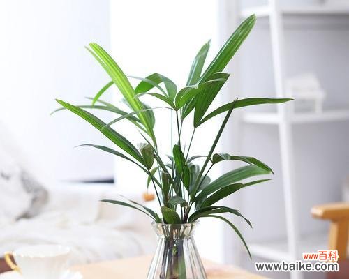 探索棕竹在文化 棕竹的寓意与象征意义