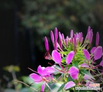 揭开醉蝶花的花语和寓意 醉蝶花