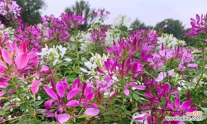 探寻醉蝶花的花语之谜 醉蝶花