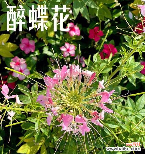 探寻醉蝶花的花语之谜 醉蝶花