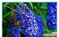 探寻醉鱼草的神秘花语和丰富文化背景 醉鱼草