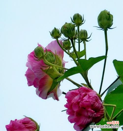 解读白芙蓉花的寓意和象征意义 白芙蓉花