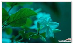 馨香四溢的花海中的美丽传说 茉莉花的花语与故事