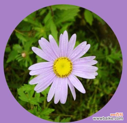 什么花的花语是忘记我？如何用花表达“忘记我”的情感？