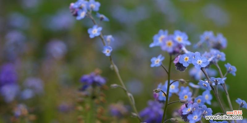 什么花的花语是忘记我？如何用花表达“忘记我”的情感？