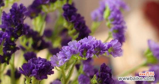 什么花的花语是忘记我？如何用花表达“忘记我”的情感？