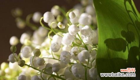 什么花的花语代表忘记？哪种花意味着“忘了我”？