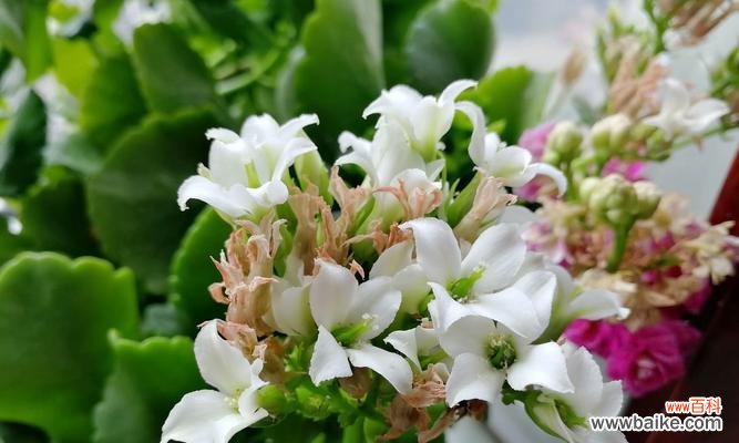 什么花代表温暖?揭秘花语中的温馨含义