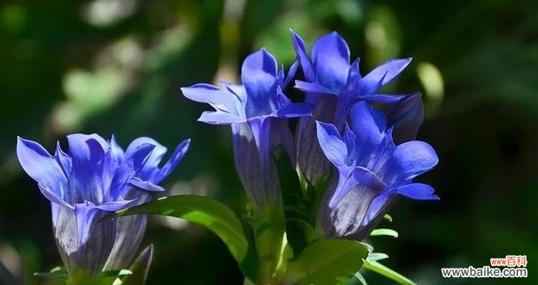 什么花的花语代表我爱你？如何用花表达爱意？