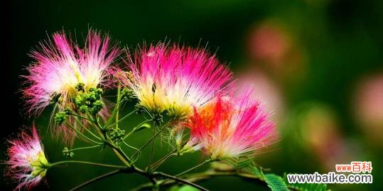 什么花代表“我等你”的花语？如何表达等待的情感？