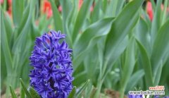 什么花代表无法得到的爱？花语中无法得到的花有哪些？