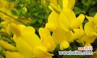 什么花象征无私？揭秘无私花语的花卉有哪些？