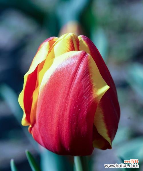 花开情意浓，送几朵祝福相伴 郁金香的含义——送几朵
