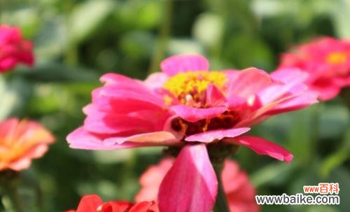 用一朵花的语言，传达爱与感激 品味百日菊的花语