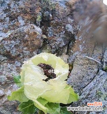 寓意高尚的雪山之花 雪莲花——高洁清雅的花语