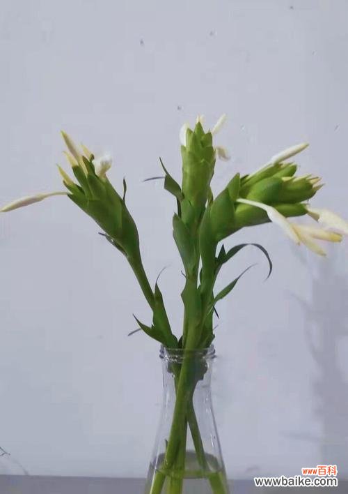 探寻姜花的神秘背后 姜花的花语