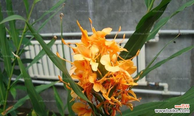 探寻姜花的神秘背后 姜花的花语