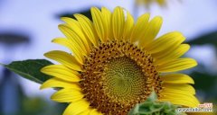 一朵花的力量 太阳花——花开绽放的希望