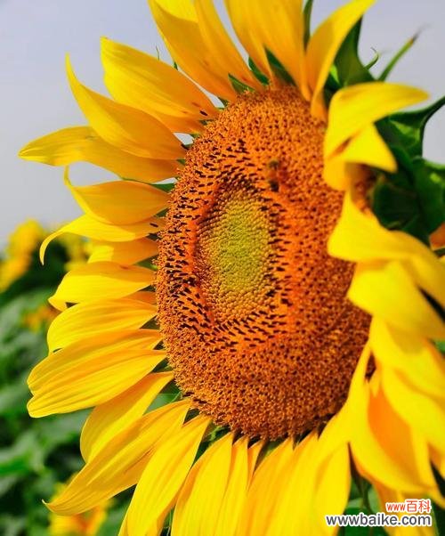 一朵花的力量 太阳花——花开绽放的希望