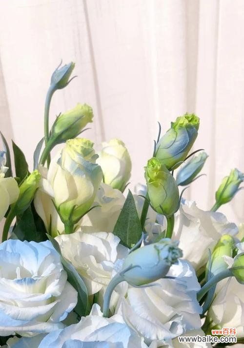 传递纯洁和追求完美的精神 白色桔梗花的寓意